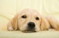 Golden retriever puppy - fototapeta