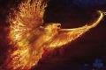 TOM WOOD phoenix