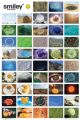 SMILEY gallery