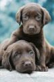 KEITH KIMBERLIN choc labs