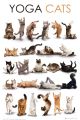 YOGA cats