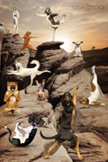 YOGA DOGS canyon