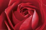 Red Rose Red Rose