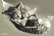 Keith Kimberlin hammock
