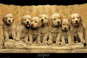 Keith Kimberlin - golden dogs