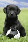 Dog labrador football
