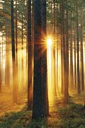 Forest sunbeams Forest sunbeams