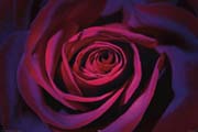 Dark Purple Rose Dark Purple Rose