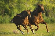 Horses - galloping