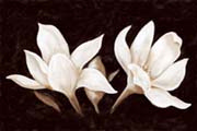 Magnolia on brown