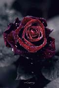 Luxury Rose