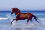 Beach - beautiful horse
