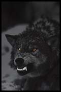Prowling Wolf