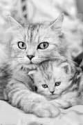 Keith Kimberlin - cat and kitty