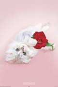 Keith Kimberlin kitten with red rose