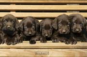 Keith Kimberlin - chocolate labradors