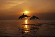 Dolphins - jump for joy Dolphins - jump for joy