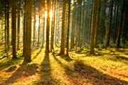 Forest Sunbeams II Forest Sunbeams II