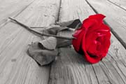 Red Rose on Wood