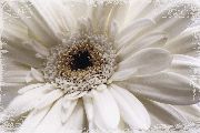 White Flower