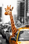New York - safari New York - safari