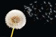 Dandelion dream