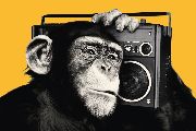 The Chimp - boombox