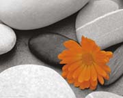 Pebbles marigold Pebbles marigold