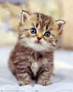 Keith Kimberlin - little kitten
