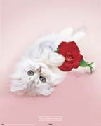 Keith Kimberlin kitten with red rose