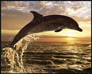 Steve Bloom dolphin sunset Steve Bloom dolphin sunset