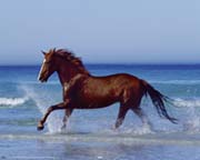 Beach - beautiful horse