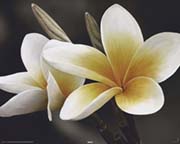 Frangipani Frangipani