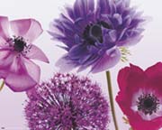 Purple Summer