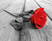 Red rose on wood