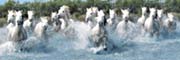 Camargue horses