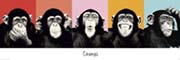 The Chimp - pop