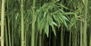 Bambu