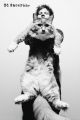 ED SHEERAN cat