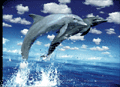 DOLPHINS leap