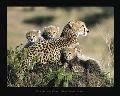 CHEETAH&CUBS