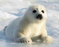 HARP SEAL CUB