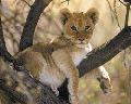 LION CUB