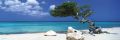TOM MACKIE divi divi tree TOM MACKIE divi divi tree