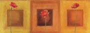 Three papavers - african