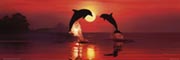 Lassen - dolphin dawn Lassen - dolphin dawn