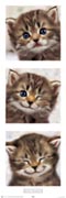 Keith Kimberlin - kitten trip