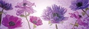 Flowers in purple Flowers in purple