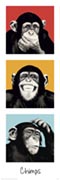 The Chimp - pop