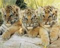 TIGER CUBS�